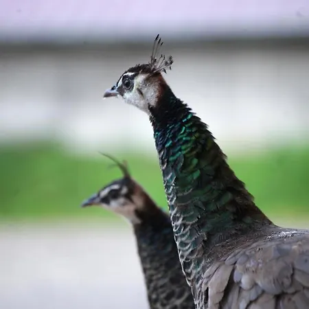 Tinyhaus Kirsch Holiday home